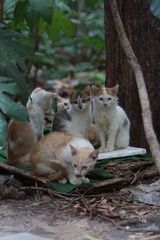 野猫集：全家福