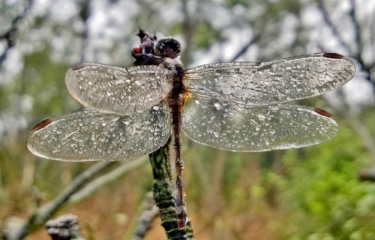 没有伞的蜻蜓更懂得飞翔