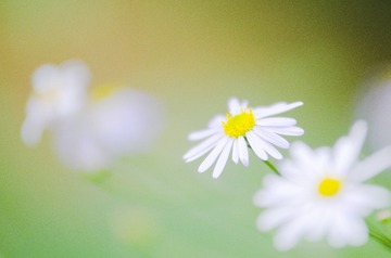 悄悄地等待