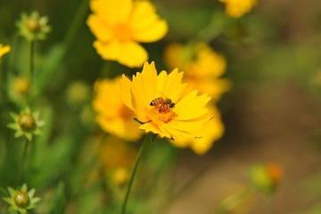 hua