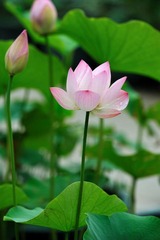 荷花1