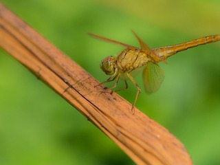 PA170701