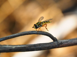 P3220294