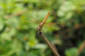 P4280239_