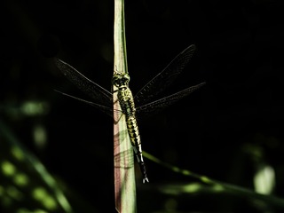 P8070151