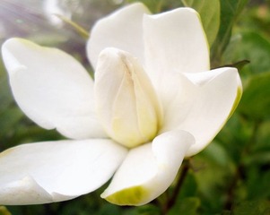DSC0712栀子花1_