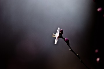 20150329-IMG_2203