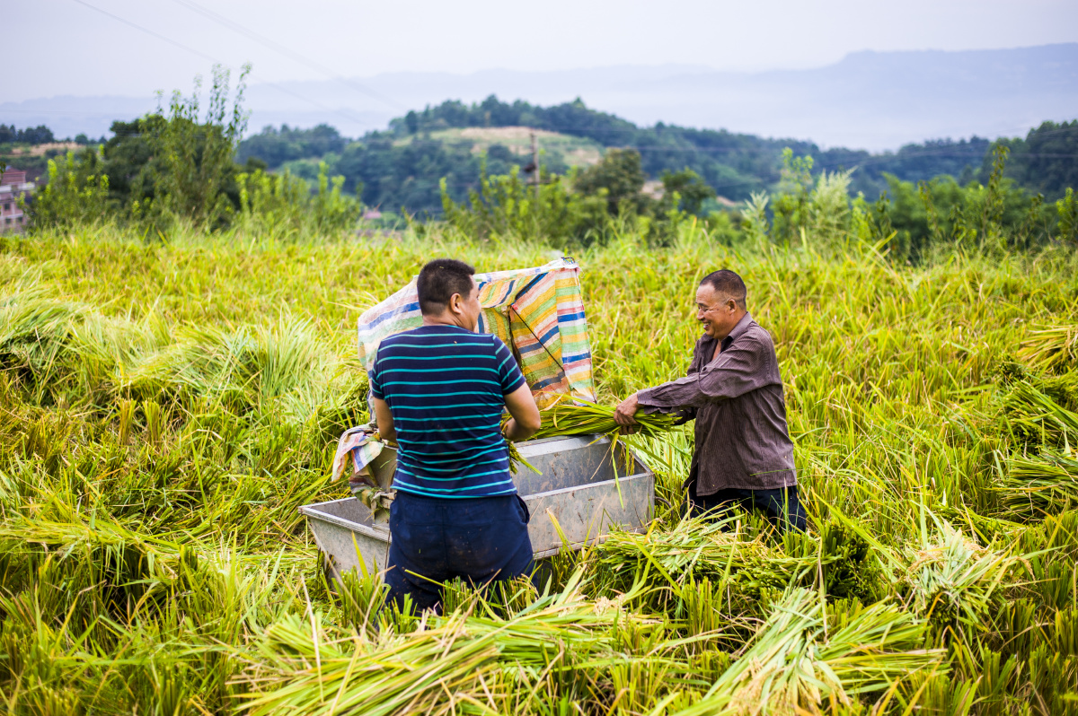 谁知盘中餐粒粒皆辛苦路遇农民秋收打谷子的场景并记录下来与之分享