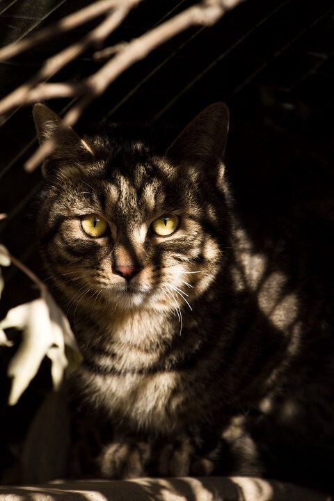 斑点猫<br />
