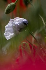 一组小品—花