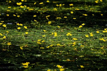 花毯