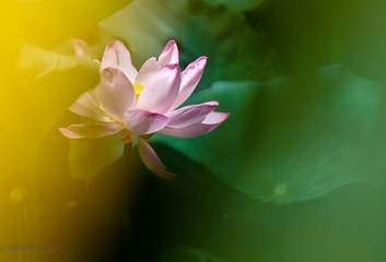 色荷