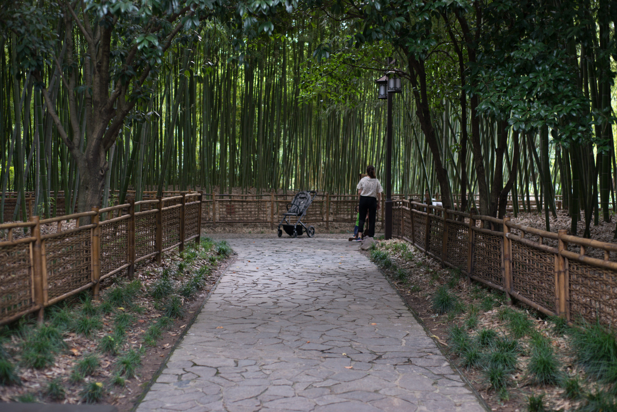 上海古漪园竹林