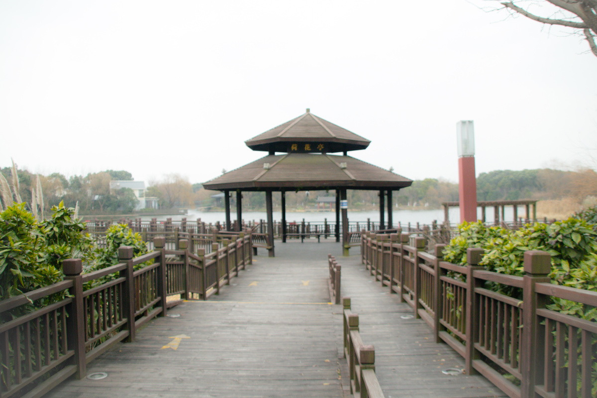 上海顾村公园荷花亭