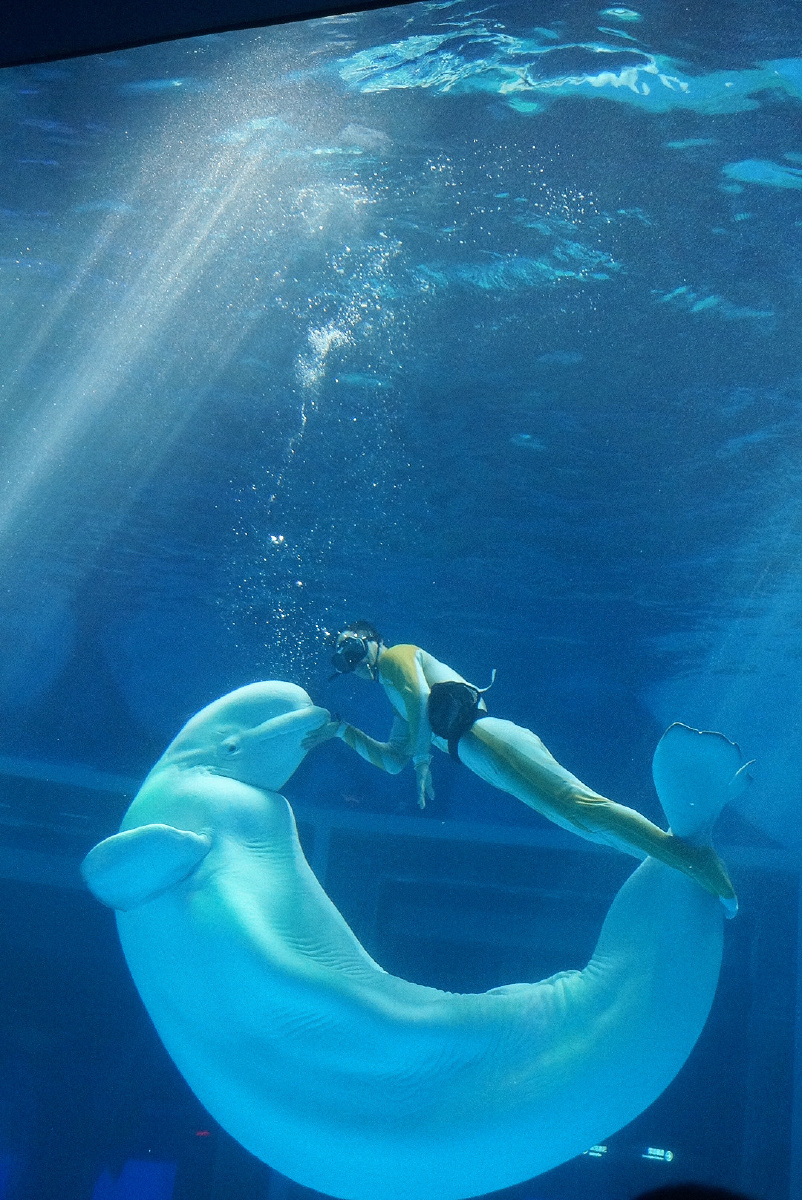 今天在海昌海洋公园看的白鲸和美人鱼表演,超美,就是人太多了