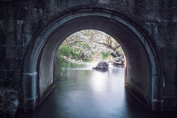 太子湾·樱