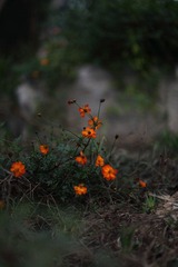 IMG_4182.JPG