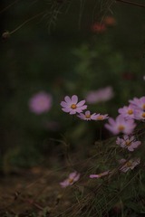 IMG_4158.JPG
