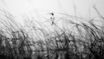 0A9A6814-2