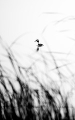 0A9A6771