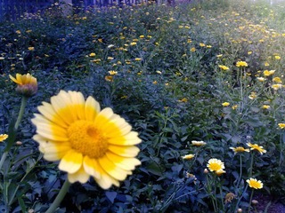 野菊