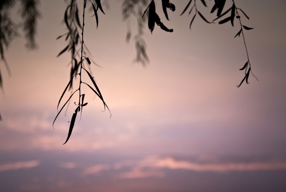 柳叶和天空<br />
摄于浙大紫金港校区<br />
<br />
背景的天空看起来好像水面的倒影