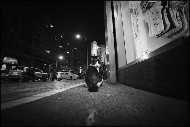 n-5556<br />
夜晚路边的猫