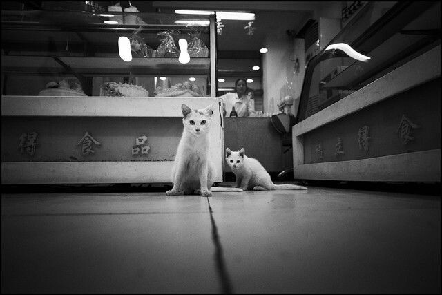 n-5611<br />
店内2只白猫