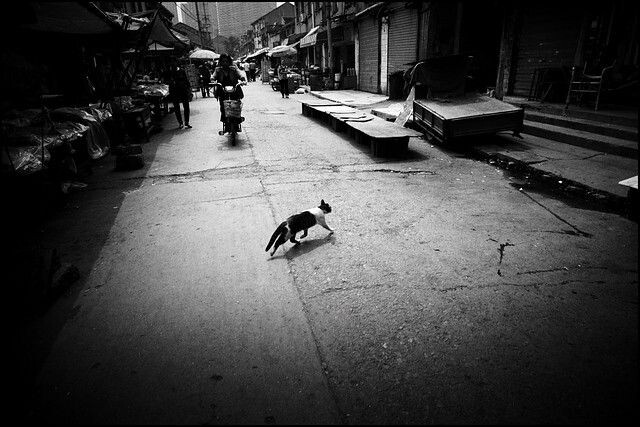 n-5696<br />
跑过街心的猫