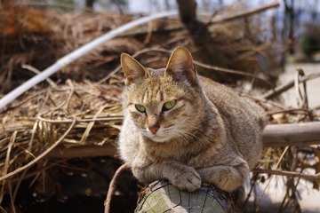 山里的猫咪
