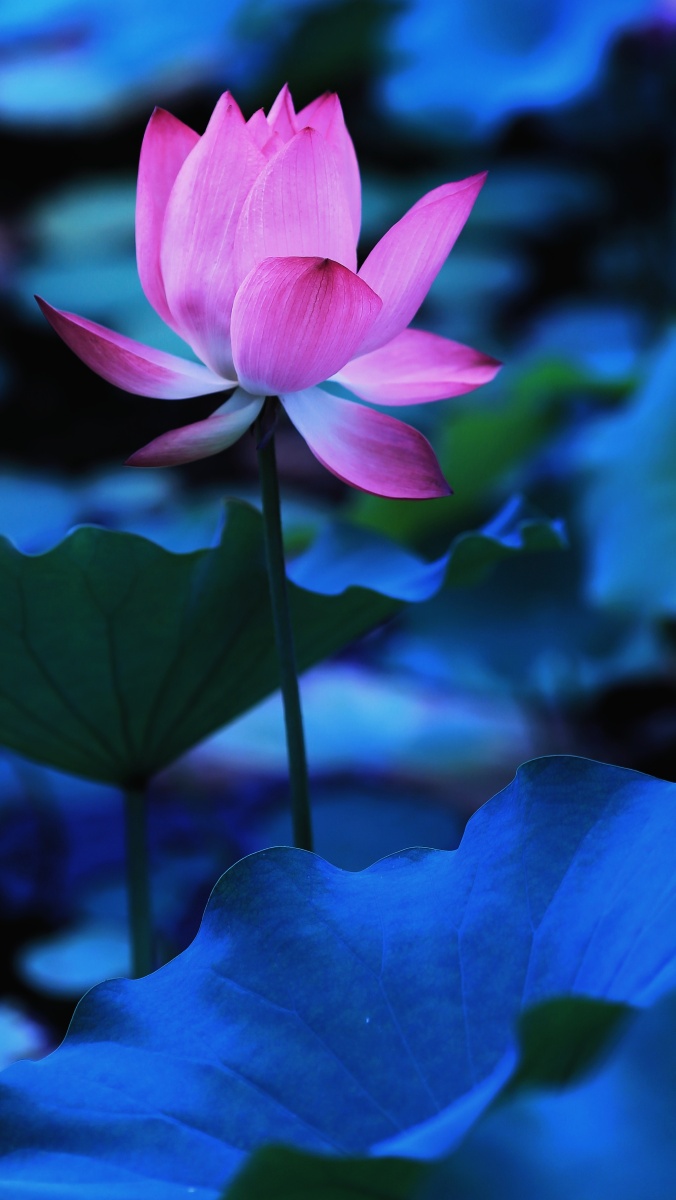 手机壁纸荷花