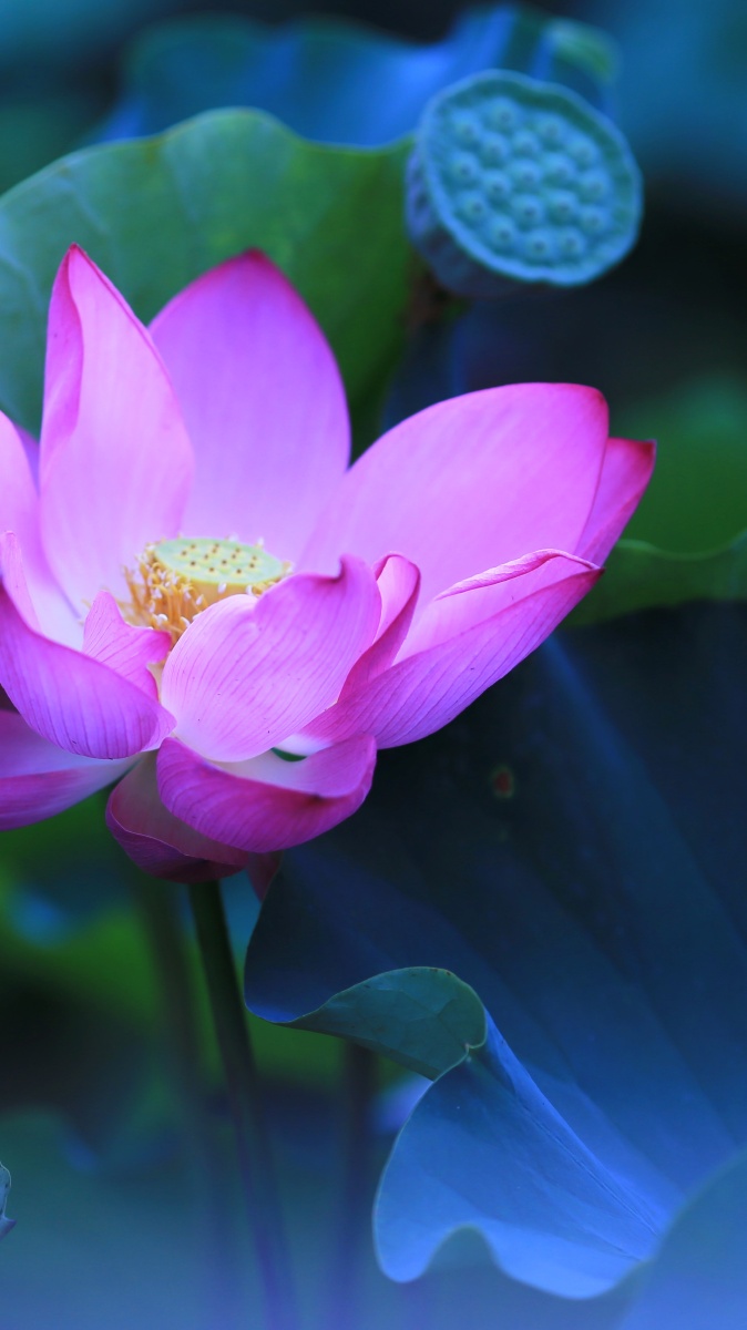 手机壁纸荷花