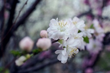 杏花