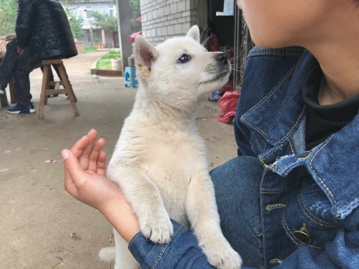 土狗和宠物狗比哪个好