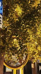 465A2713-E346-441E-A3A8-6AEE3B8721D4/L0/001