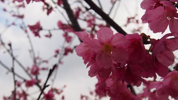 P1010008