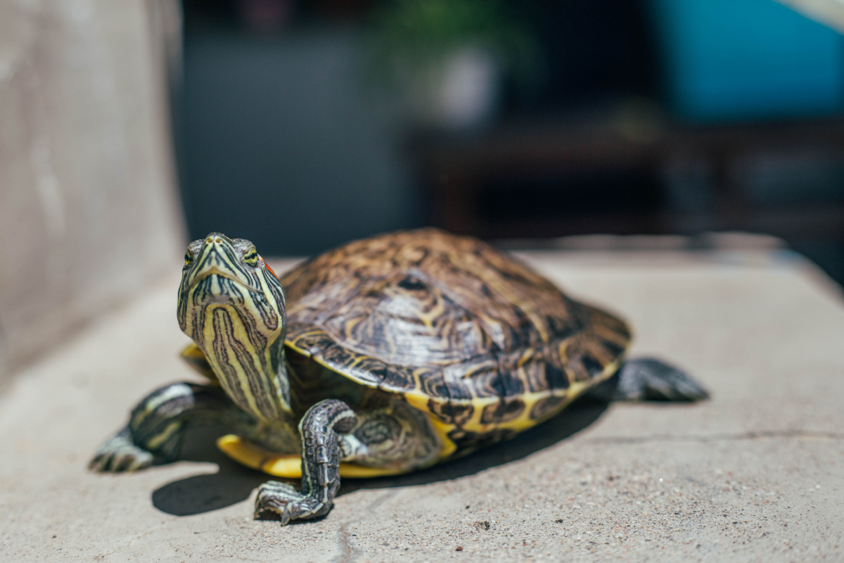 30528563.jpg