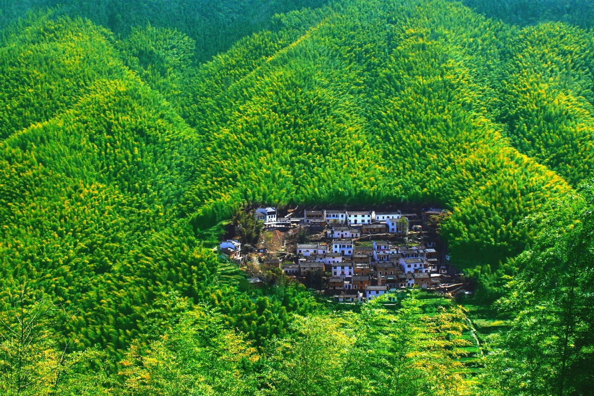 皖南竹海