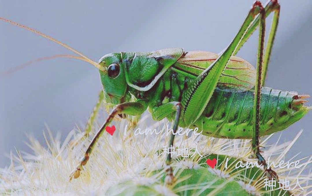 蝈蝈不土名"小蚰" 醉生荒野丛林头吱吱声声歌不尽唤醒农夫汗背流!