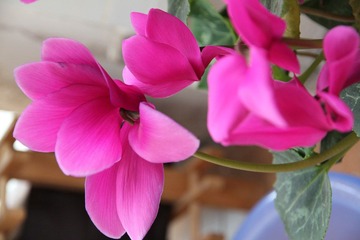 IMG_1519.JPG