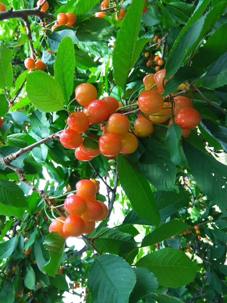北京市昌平区北流果园内成熟的樱桃晶莹剔透