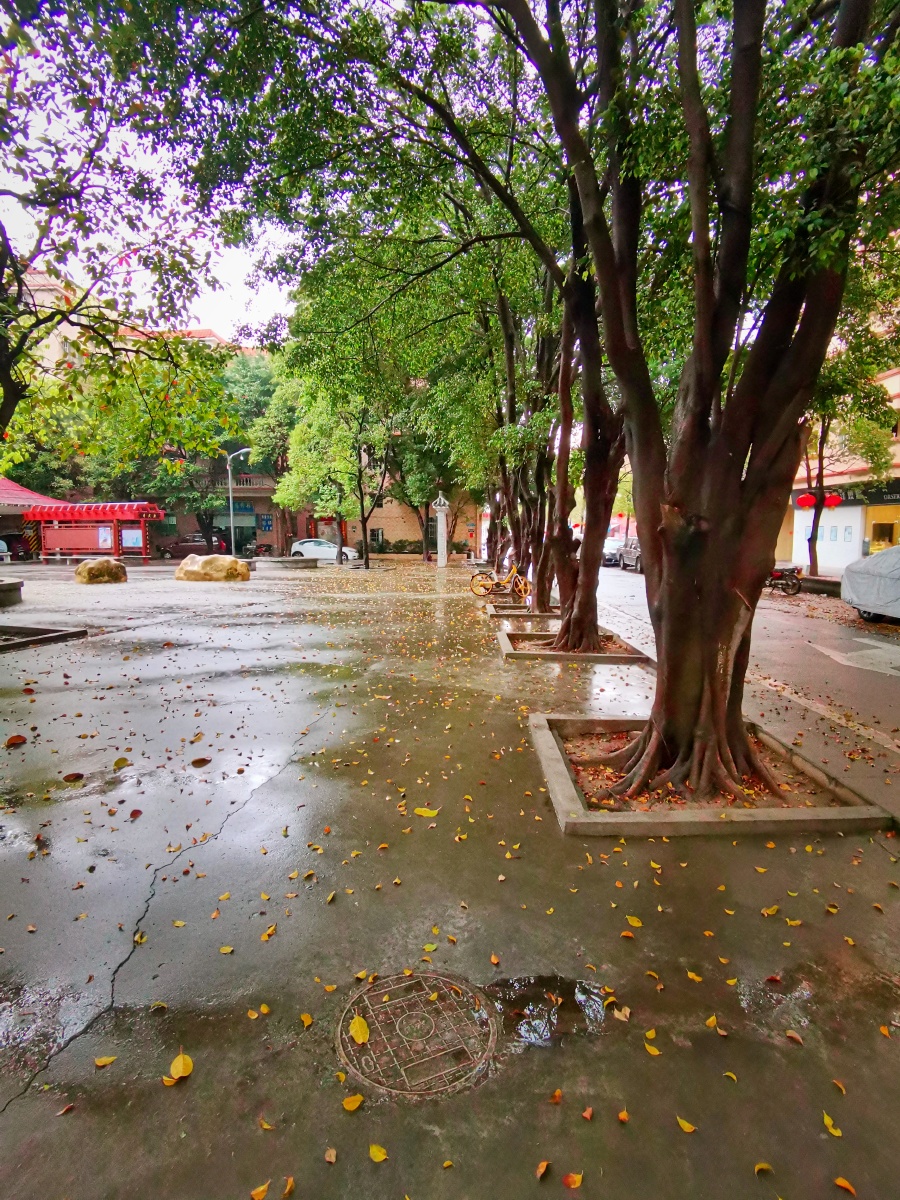 广州春天榕树落叶