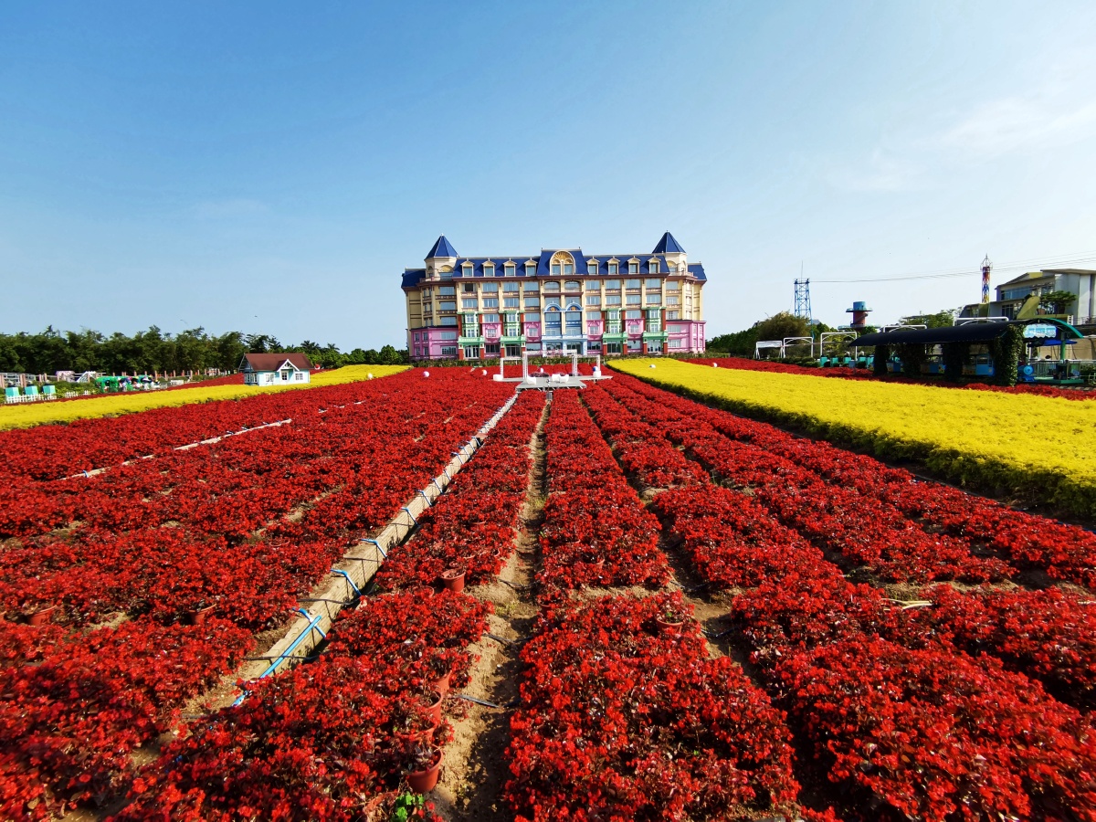 广州百万葵园花海