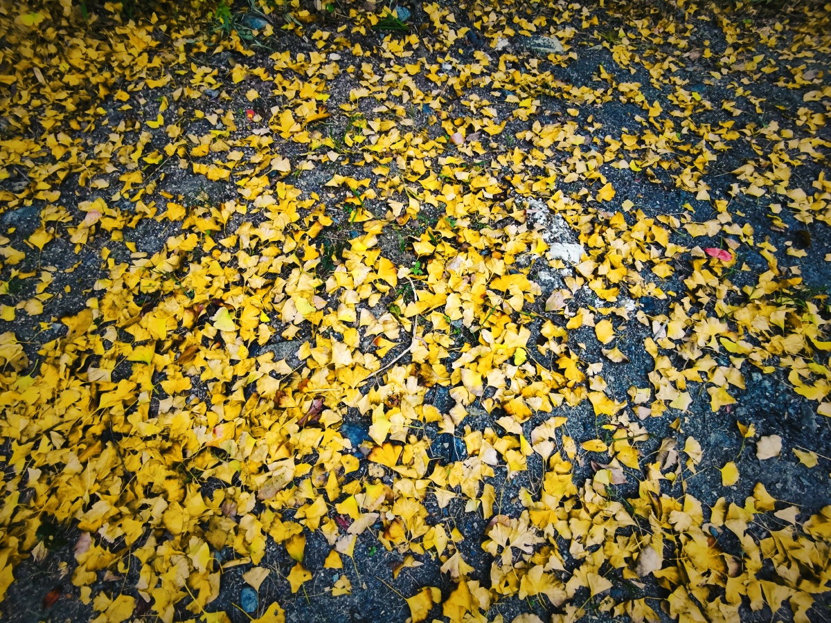 银杏叶落满地