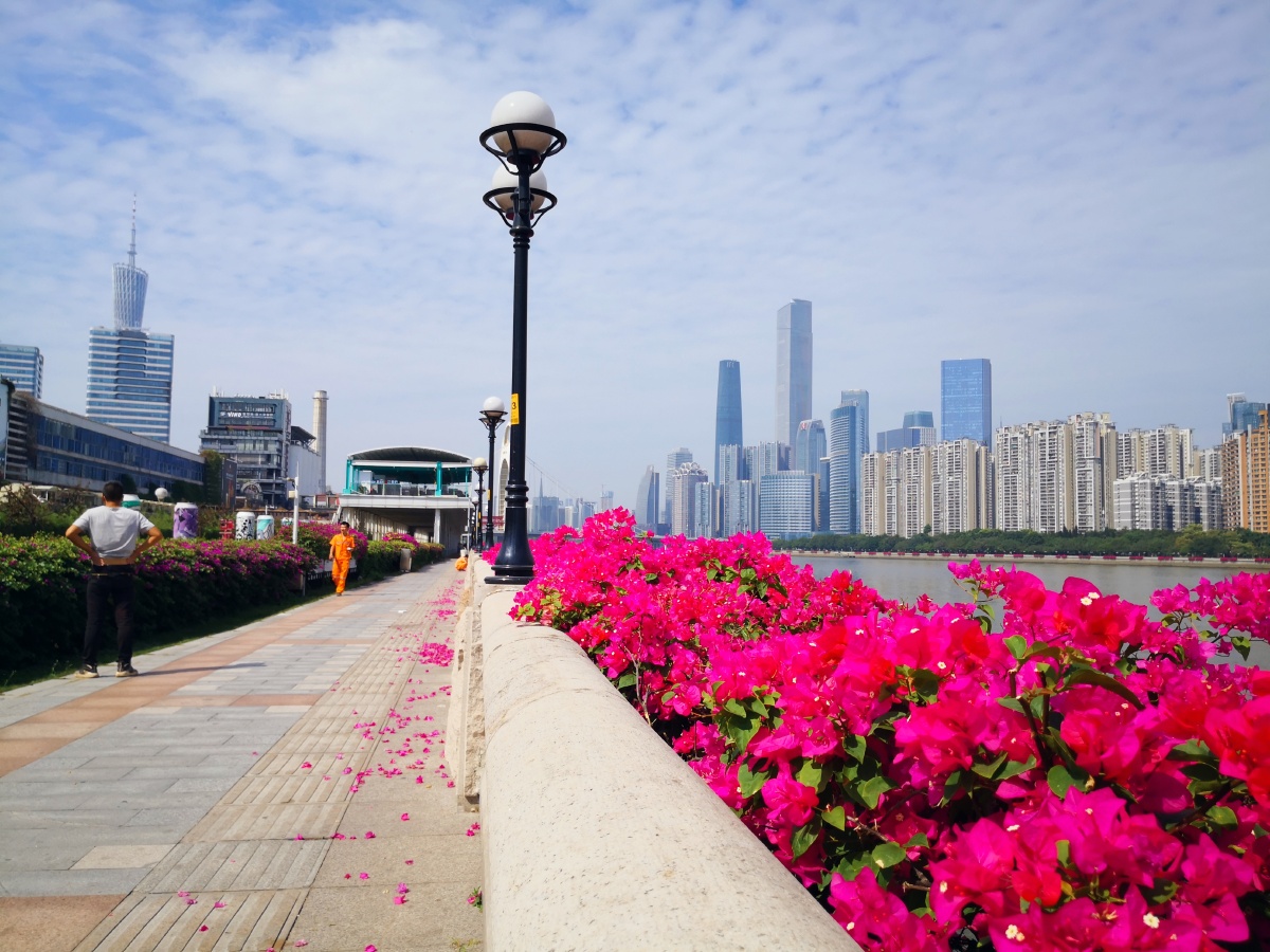 广州61珠江边的三角梅