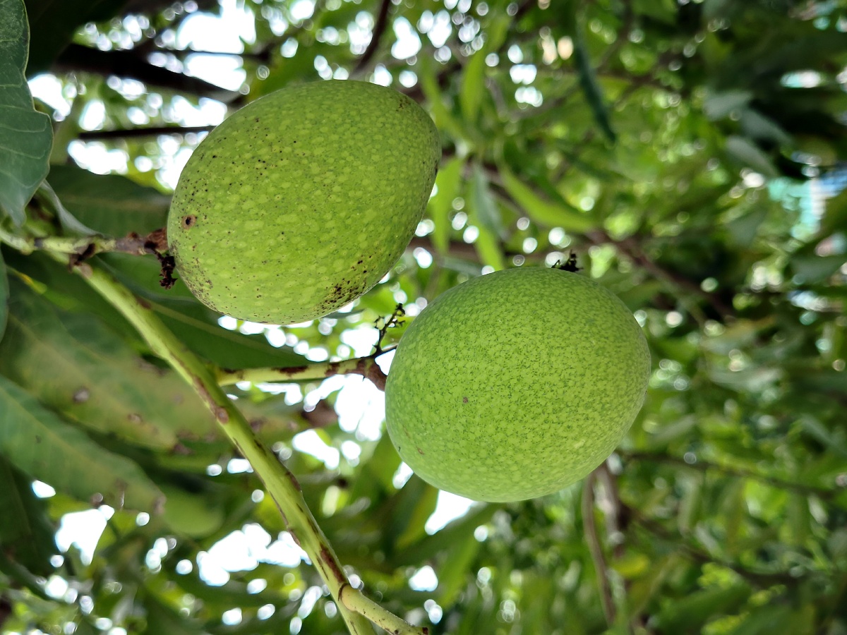 一树青芒果