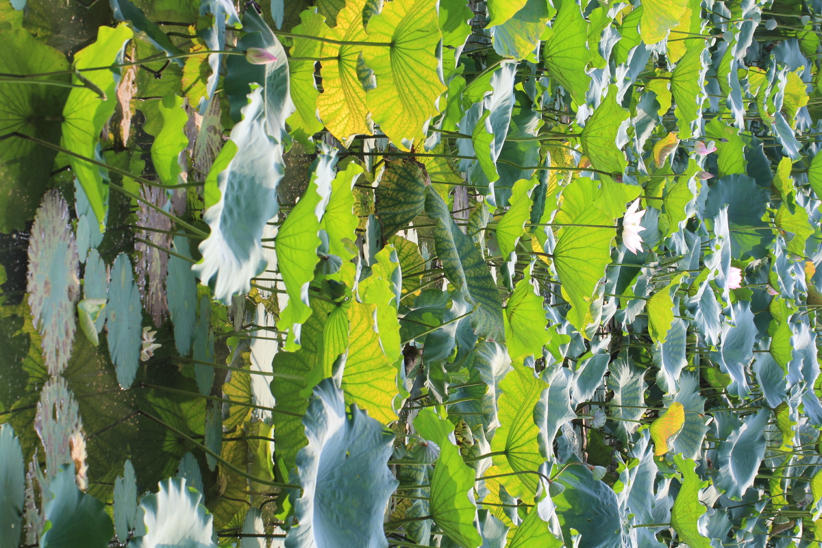 广州烈士陵园荷花池六月景象