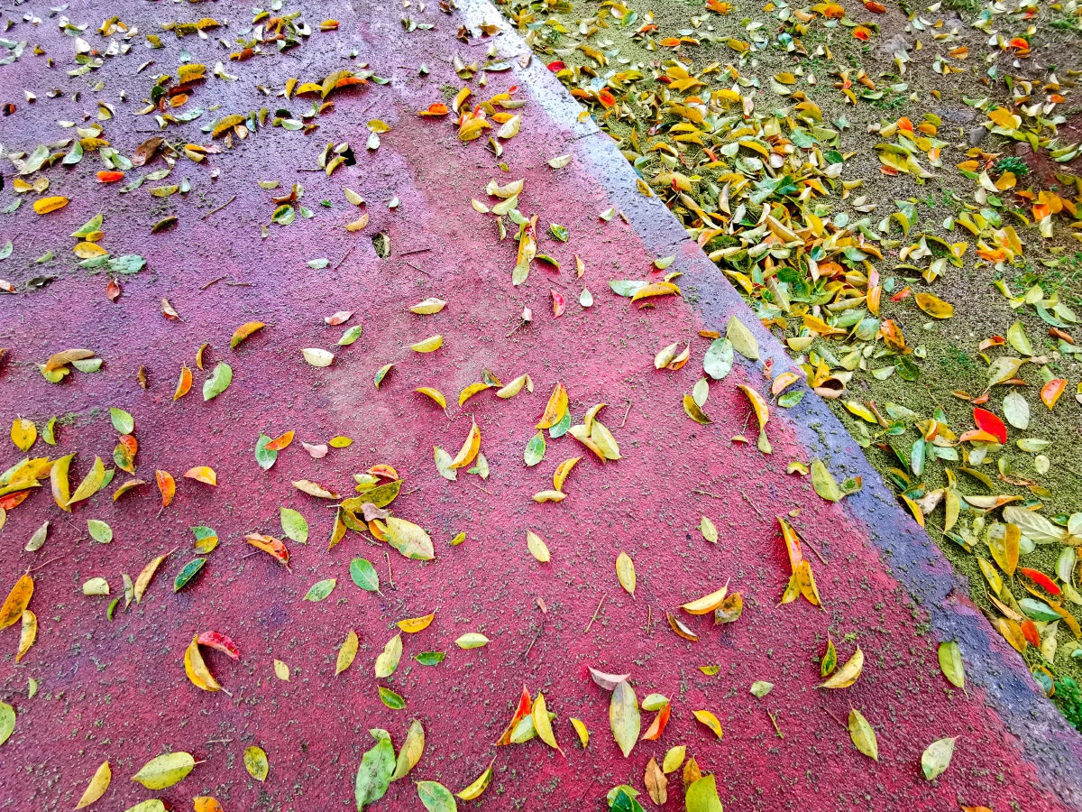 春季雨后广州榕树落叶满地