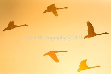 FF7B5E94-F5E4-43AE-BC36-A3882A1052D6/L0/001