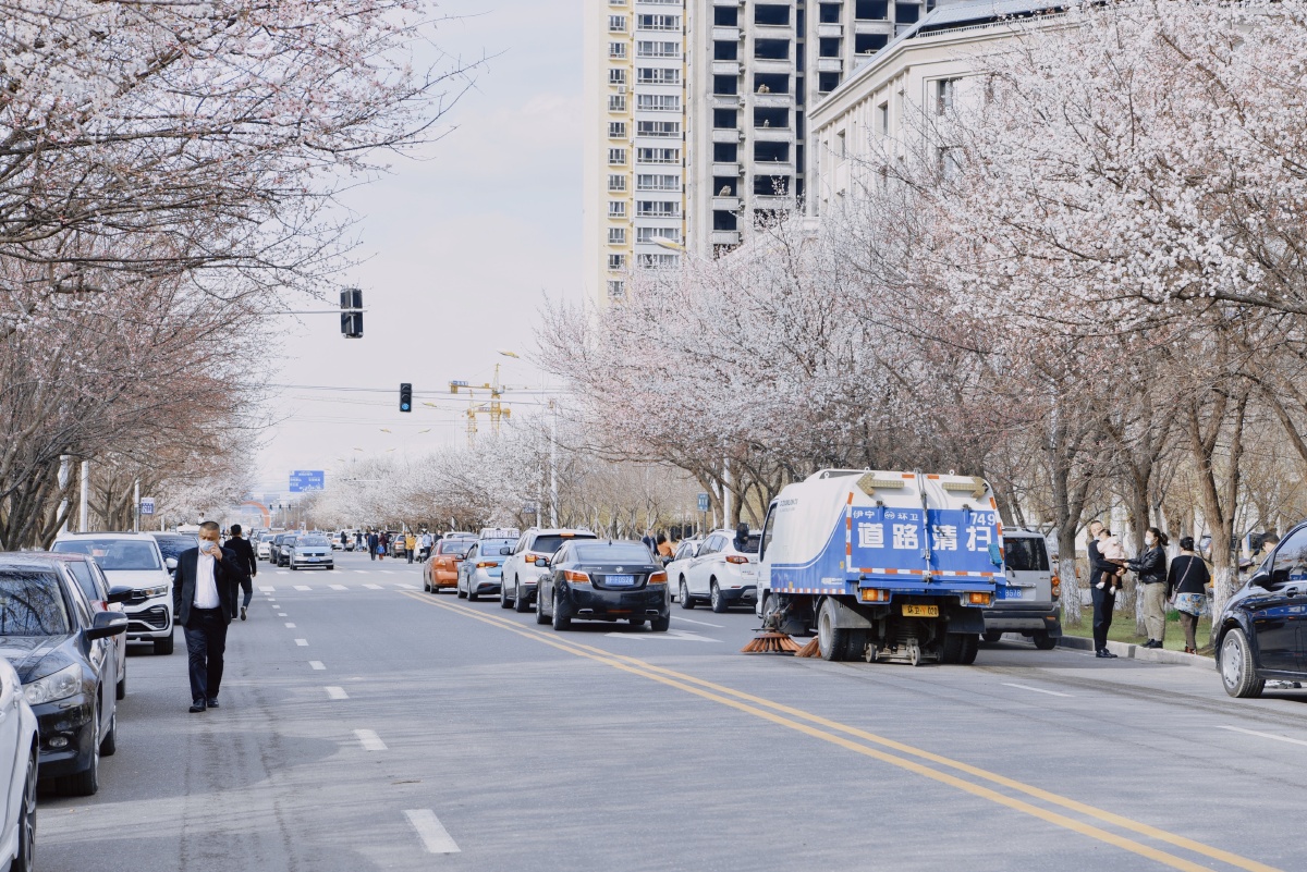 小城伊宁的网红街海棠路杏花绽放